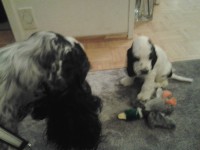 /album/patu/koirat-056-jpg/